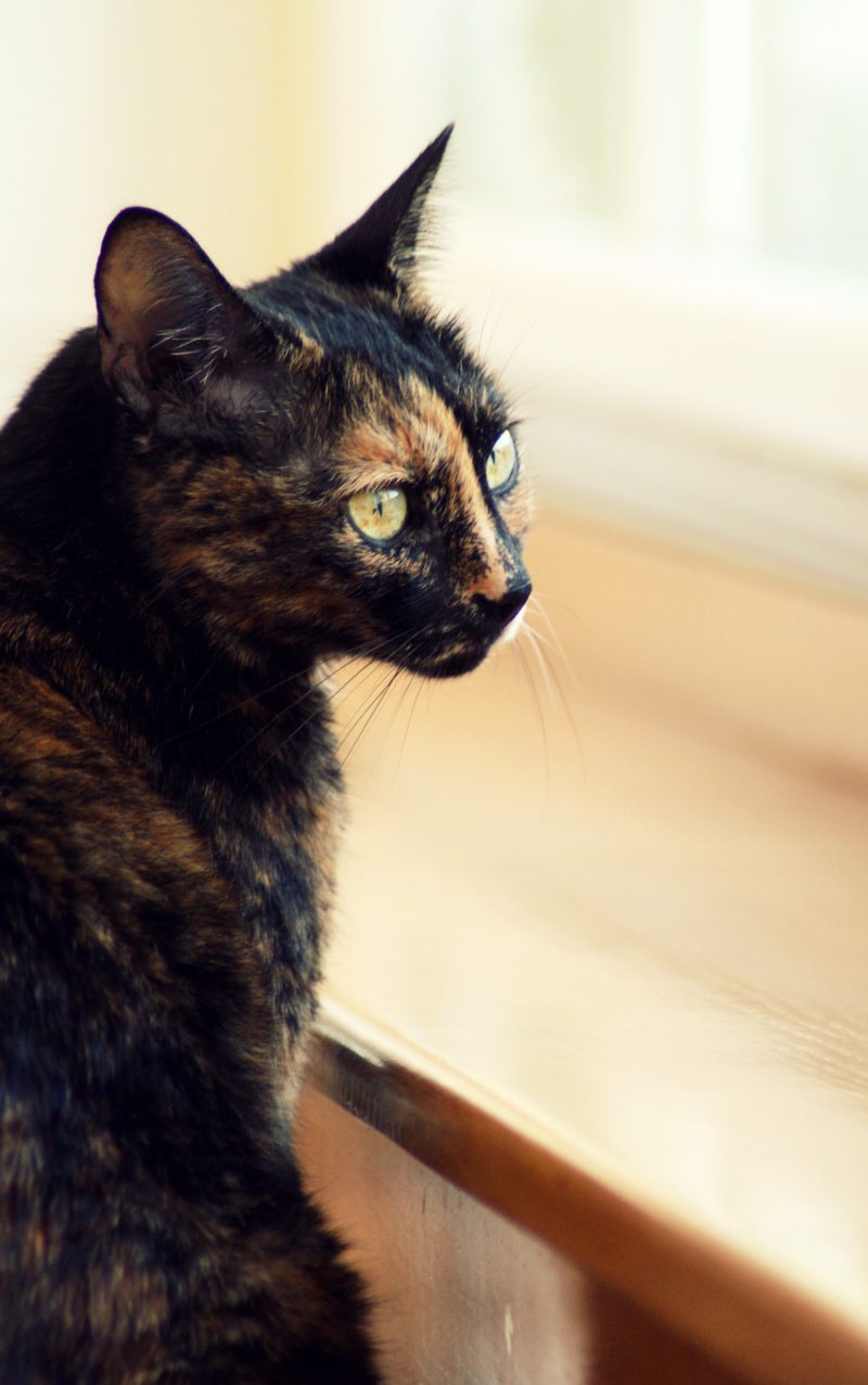 Fra le creature che ho amato e che non posso più né vedere né sentire, c’è anche April, che era il mio gatto. Mi ricordo i suoi occhi verdi, le unghie conficcarsi nella mia mano e il contatto del suo fianco con il mio polpaccio mentre usa il suo peso di scricciolo (o di suino, a seconda dell’anno che la mia mente prende a modello) per farsi notare.